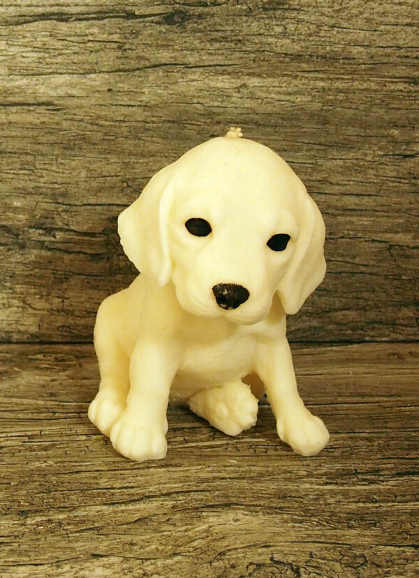 Labrador puppy