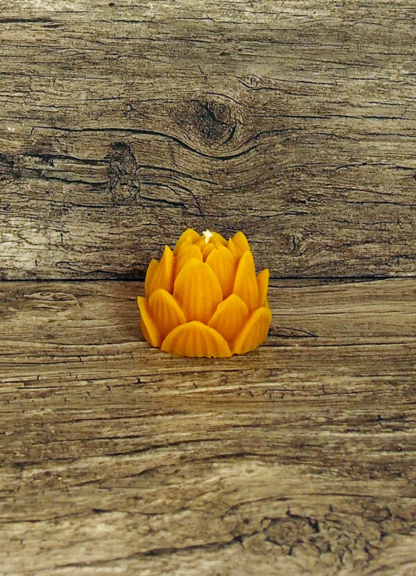 Lotus flower